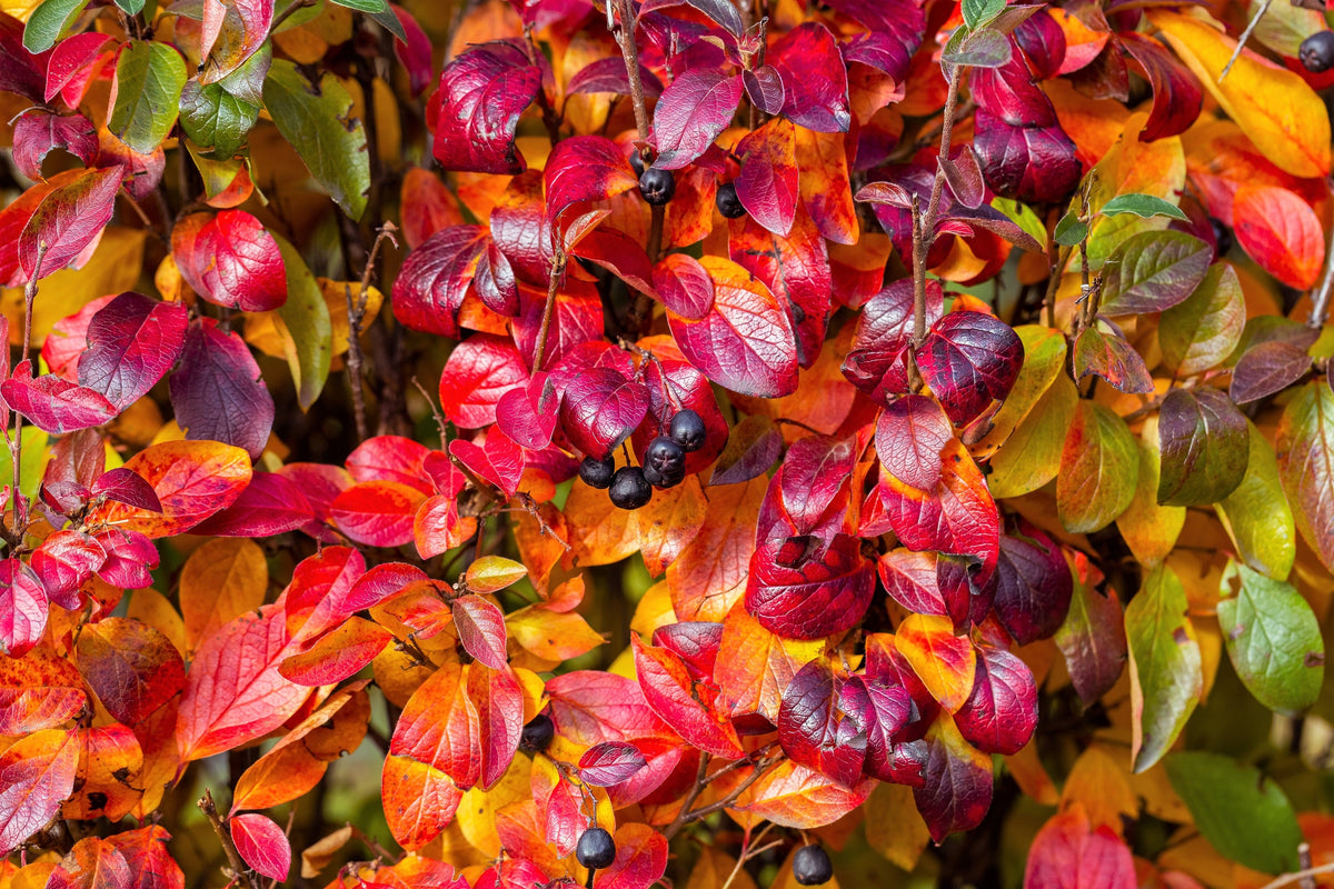 50 semillas de aronia negra (Aronia melanocarpa), arbusto de flores blancas y frutos.