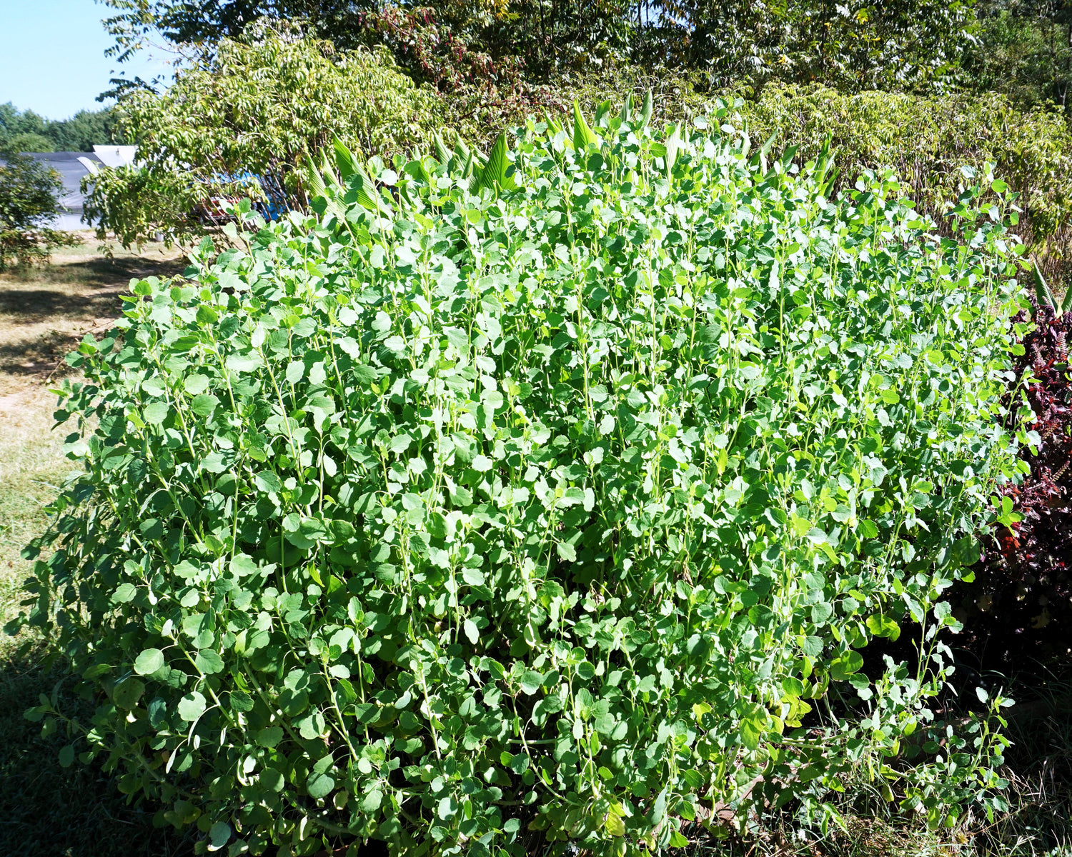 25 Semillas de hierbas culinarias PAPALO Yerba Porosa, cilantro de verano, cilantro boliviano, Porophyllum Ruderale