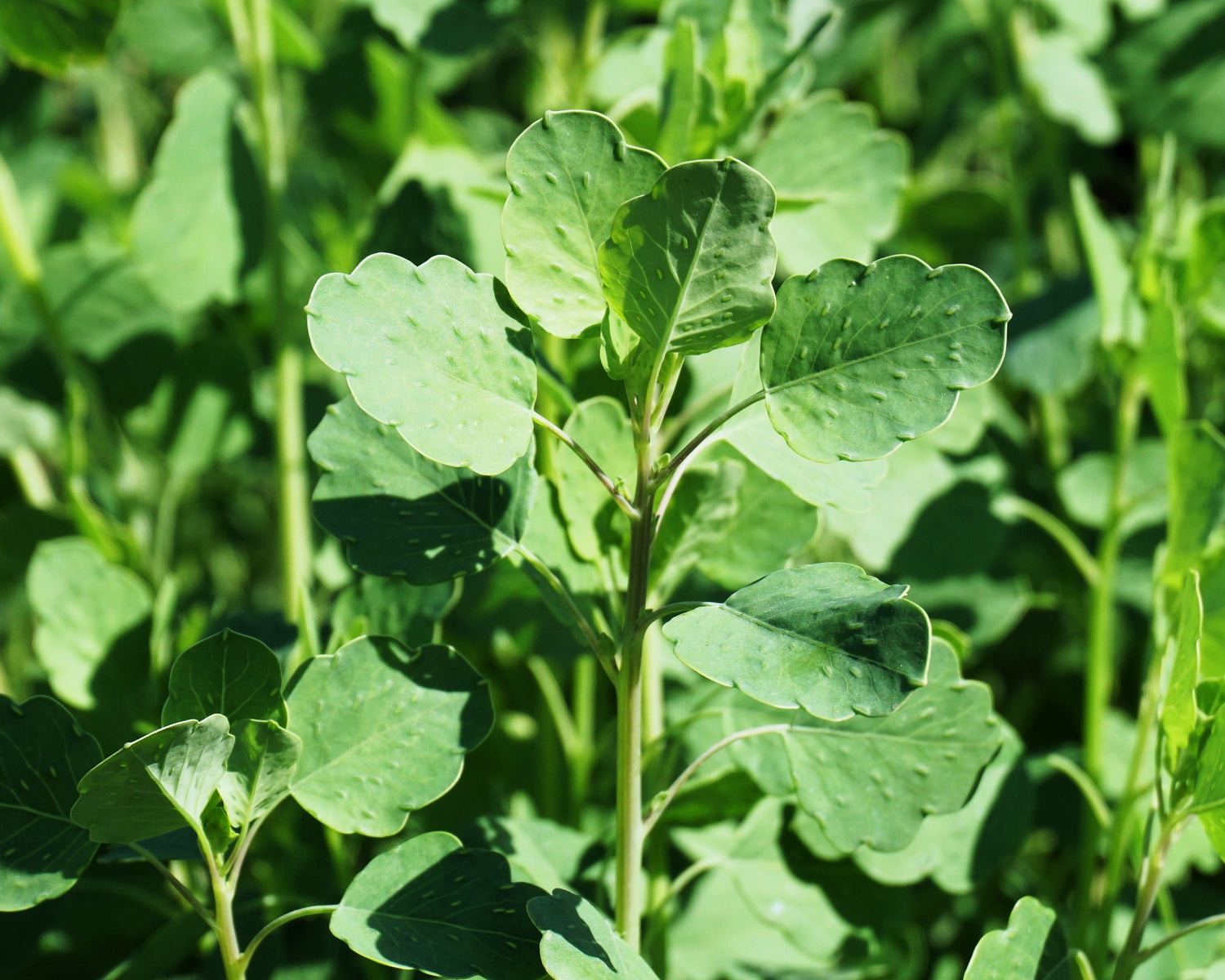 25 Semillas de hierbas culinarias PAPALO Yerba Porosa, cilantro de verano, cilantro boliviano, Porophyllum Ruderale
