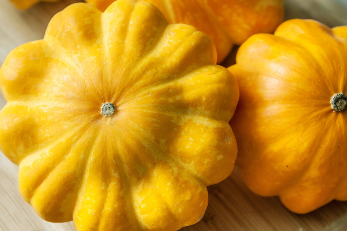 10 semillas de calabaza vieira amarilla dorada (calabaza Patty Pan / Paty Pan / Squanter) de verano Cucurbita Pepo