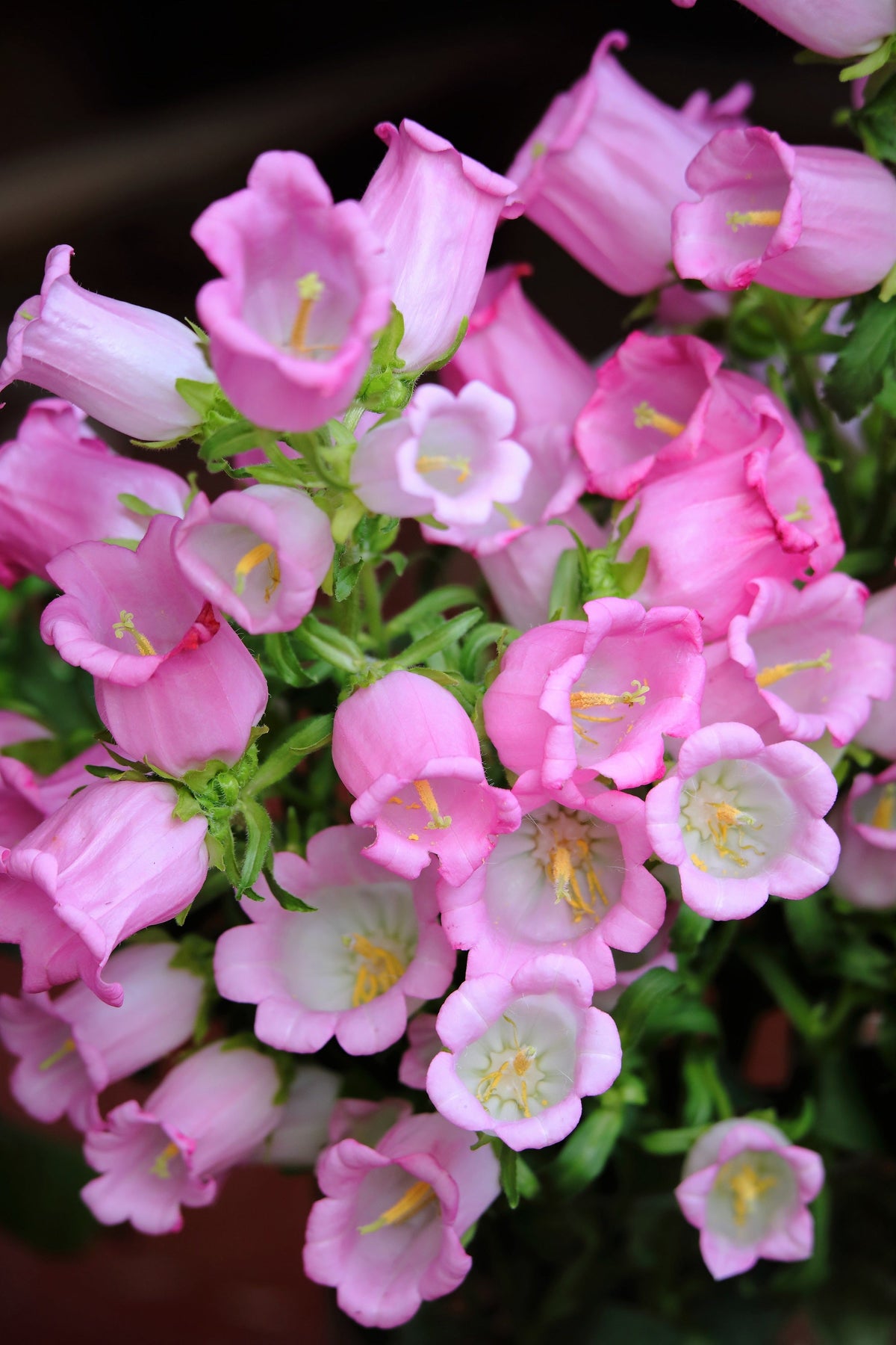 200 semillas de flores medianas de CAMPANULA (CANTERBURY BELLS - CAMPANULA) de color rosa