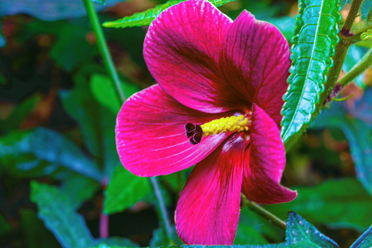 10 semillas de flor roja de cáñamo indio (KENAF HIBISCO)