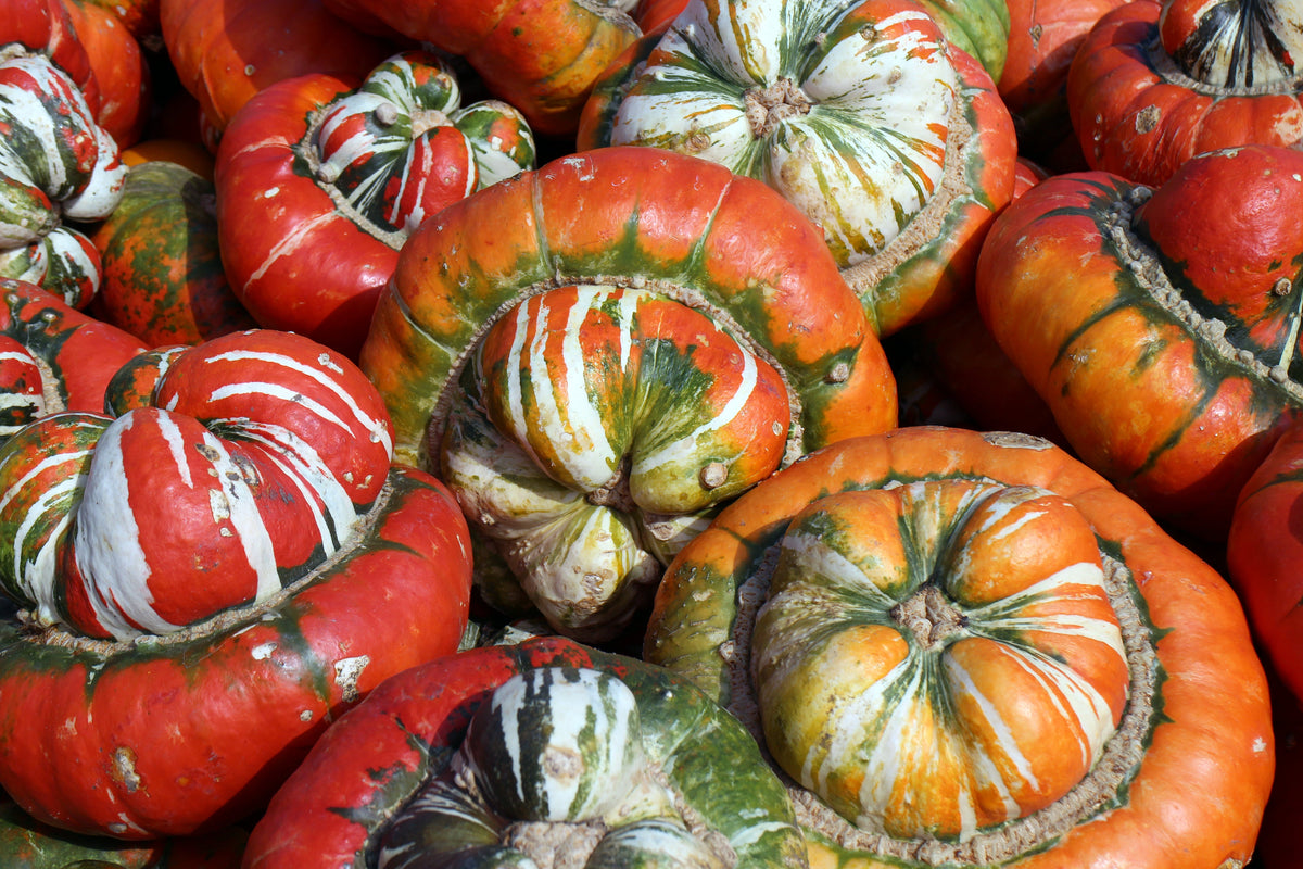 10 semillas de calabaza turbante americana Cucurbita Maxima