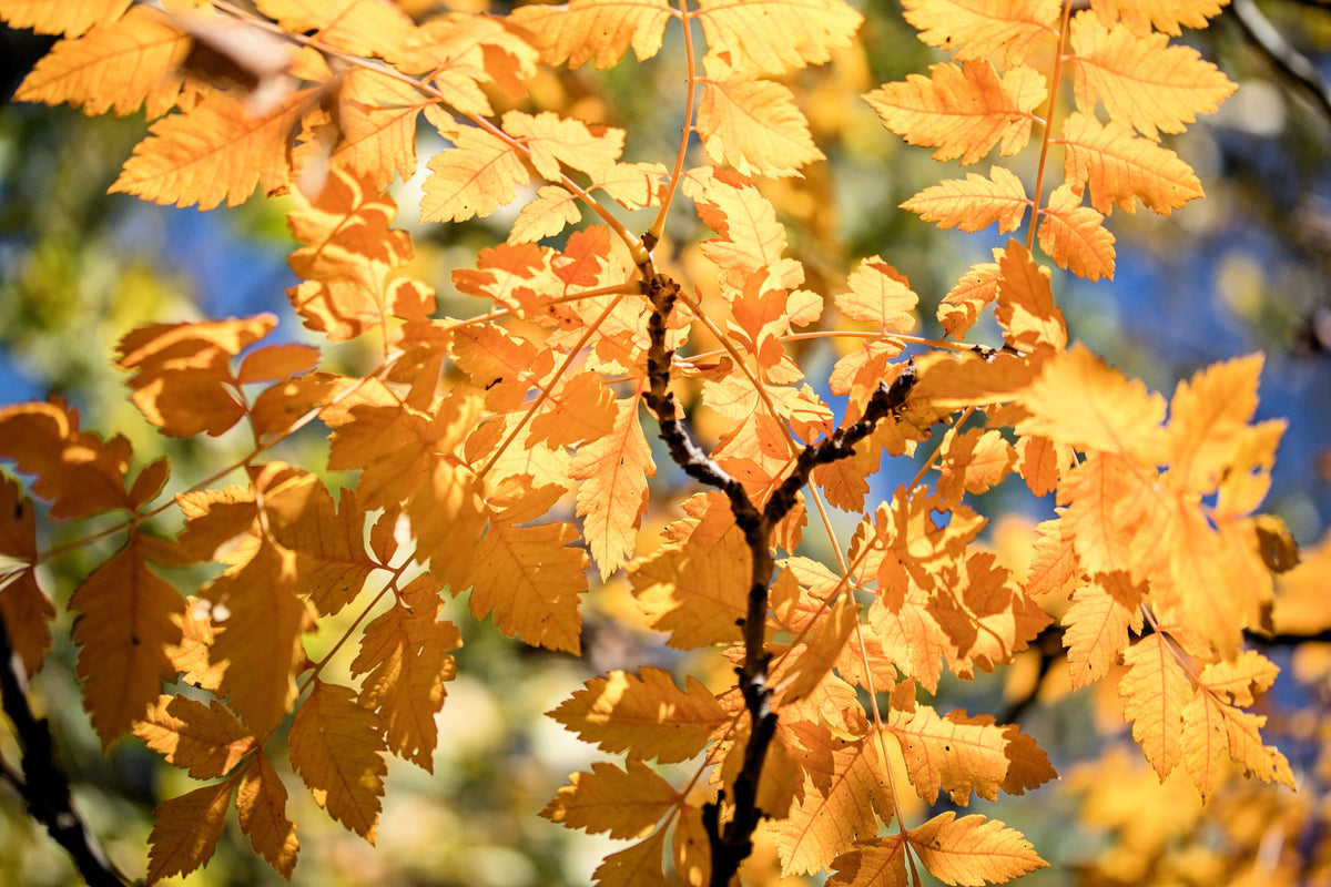 10 semillas de flores amarillas del árbol de la lluvia dorada Koelreuteria paniculata