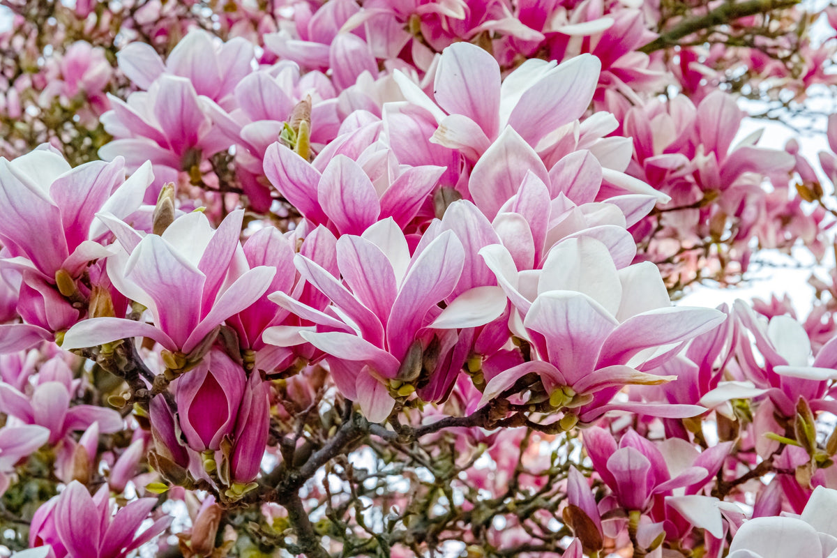 5 semillas de tulipán de flor rosa y blanca de 5 a 10 pulgadas (magnolia de platillo x Soulangeana Denudata y Liliiflora)