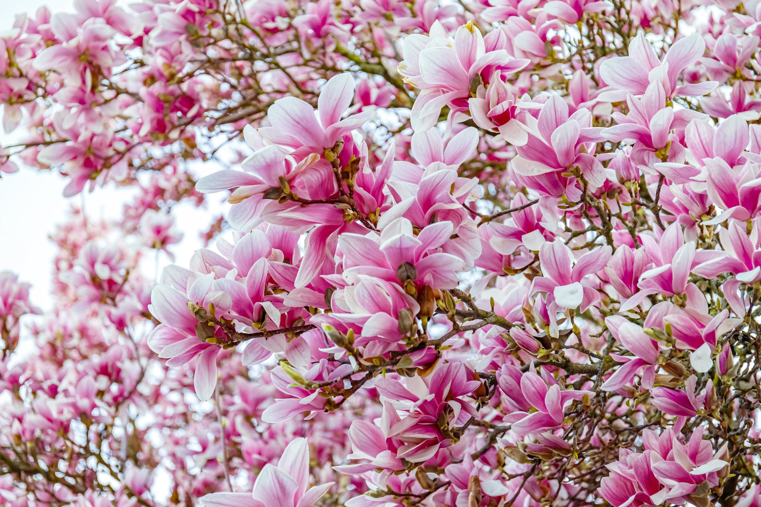 5 semillas de tulipán de flor rosa y blanca de 5 a 10 pulgadas (magnolia de platillo x Soulangeana Denudata y Liliiflora)