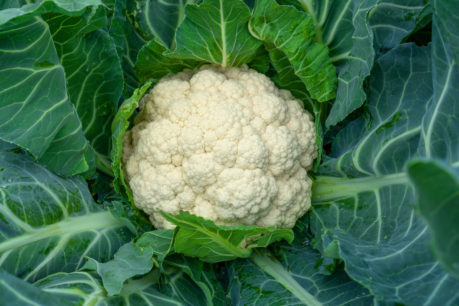 250 SNOWBOLT COLIFLOR AUTOBLANQUEABLE Semillas de hortalizas Brassica oleracea blanca