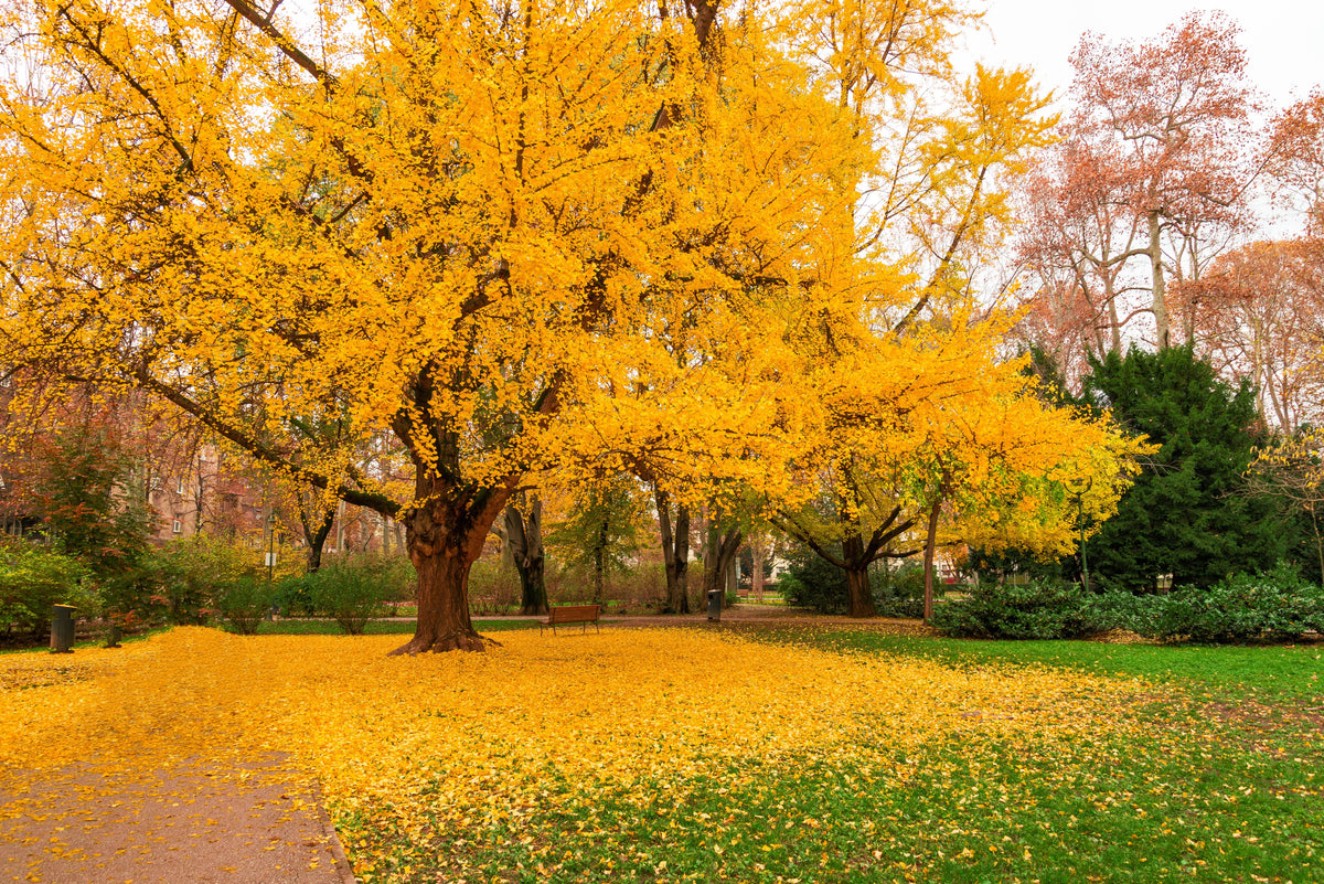 10 semillas de GINKGO BILOBA, árbol de culantrillo, amarillo, naranja otoñal, "fruta"