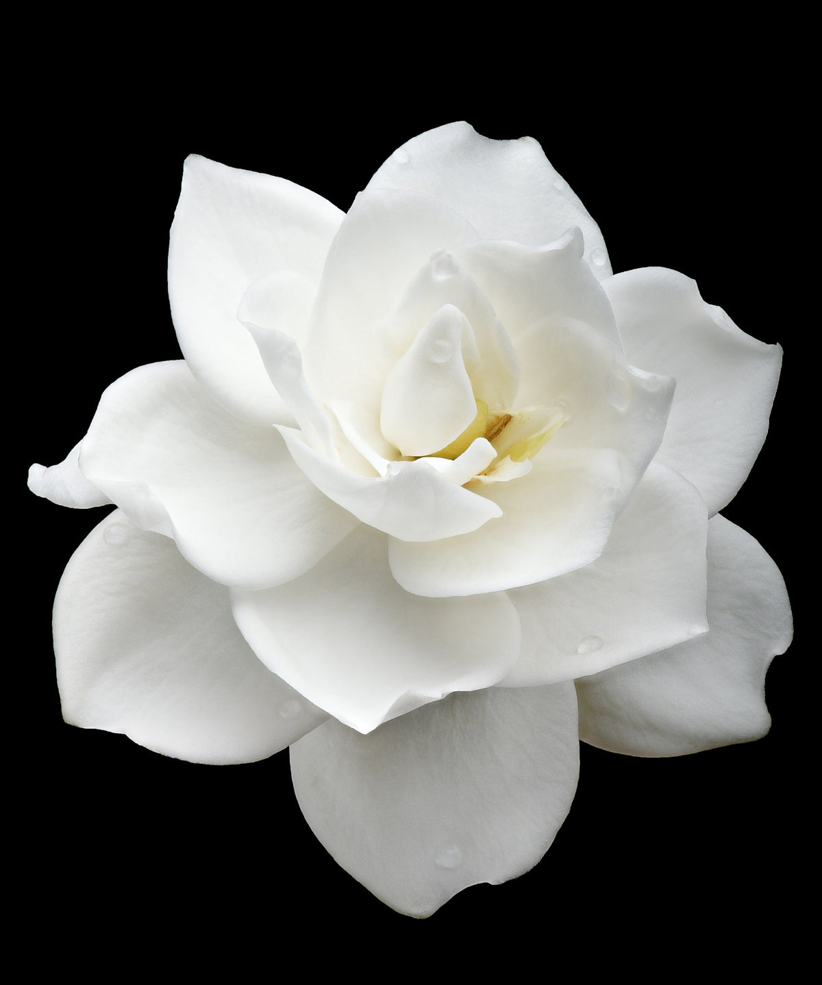 50 semillas de flores de GARDENIA Jasminoides / JAZMÍN DEL CABO, arbusto blanco fragante, planta de interior