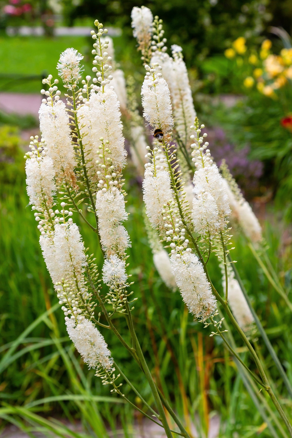50 NEGRO COHOSH Bugbane Actaea Racemosa Cimicifuga Bugbane Snakeroot Nativo Blanco Sombra Flor Hierba Semillas