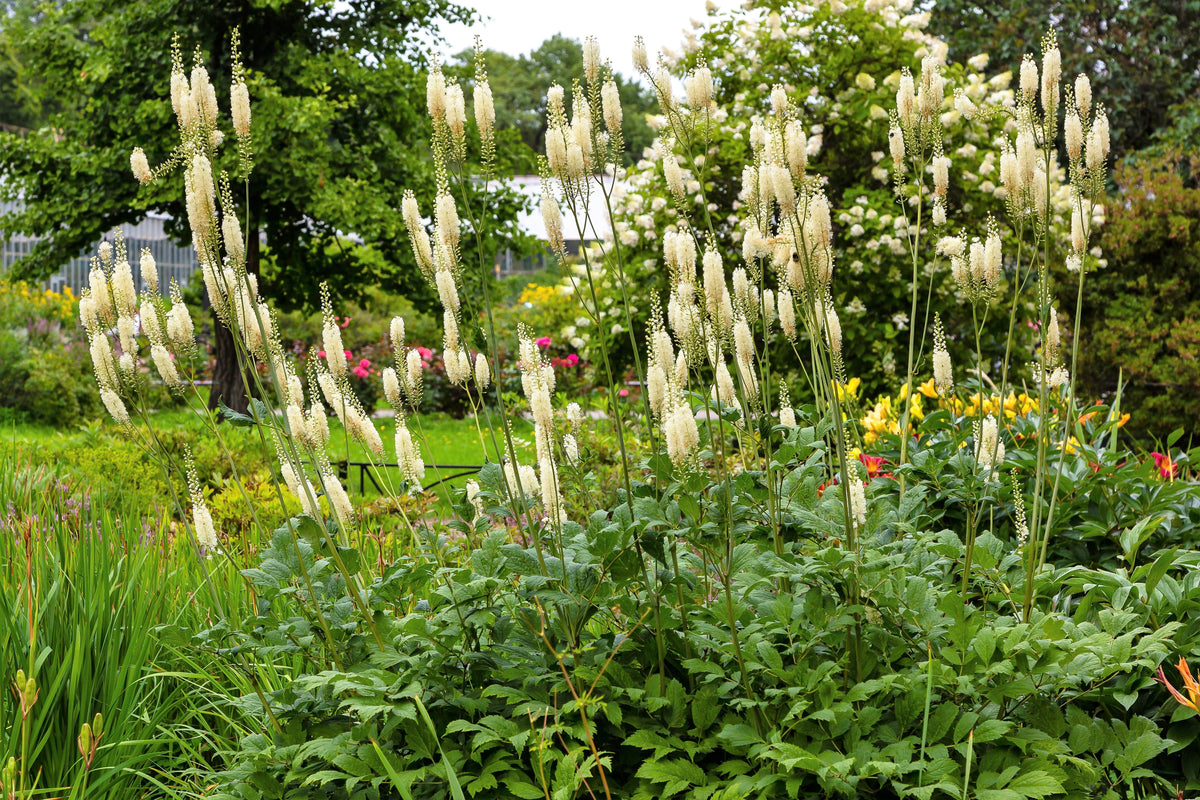 50 NEGRO COHOSH Bugbane Actaea Racemosa Cimicifuga Bugbane Snakeroot Nativo Blanco Sombra Flor Hierba Semillas