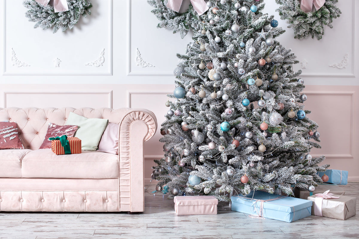 50 semillas de abeto azul de Colorado, árbol de Navidad, abeto blanco plateado, abeto perenne.