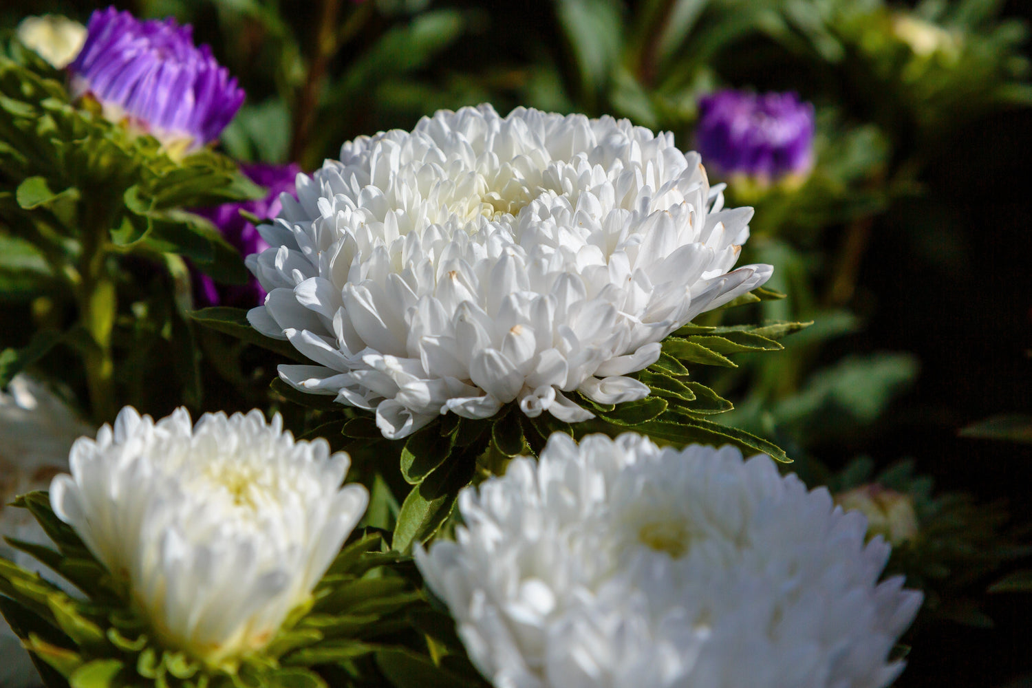 30 semillas de peonía blanca Duquesa ASTER, peonía francesa Callistephus, flores dobles
