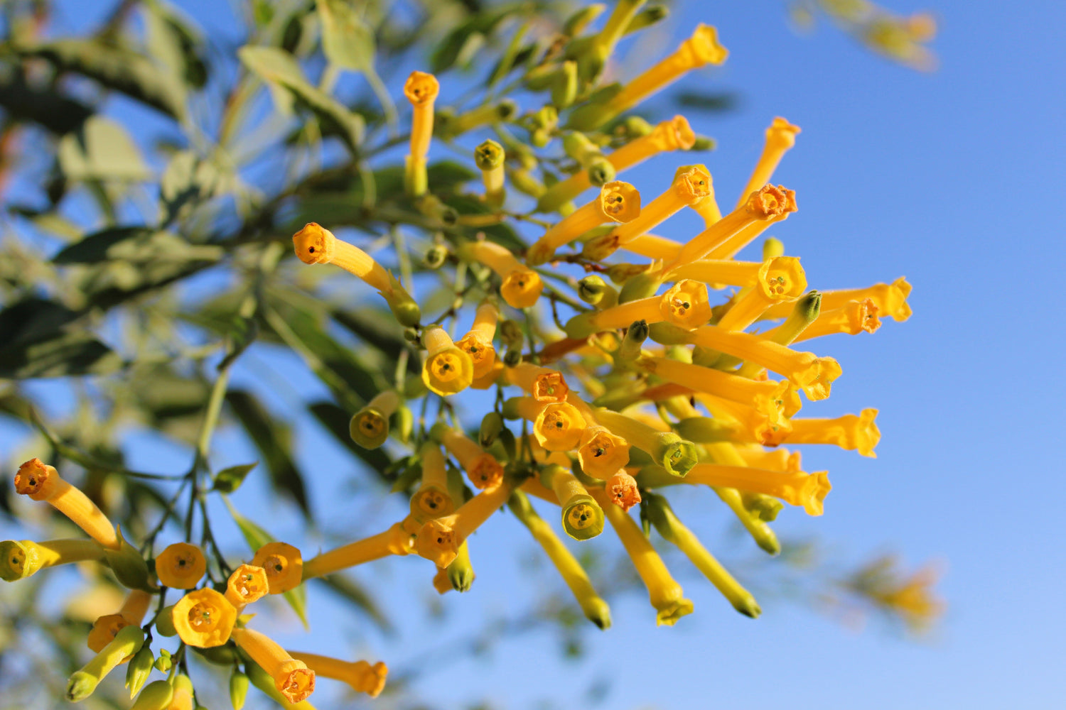 250 semillas de Nicotiana Glauca, arbusto herbáceo de flor de trompeta amarilla