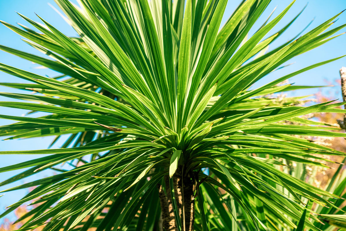 50 semillas de palmera col / dracaena australis gigante, árbol cordyline, planta de interior
