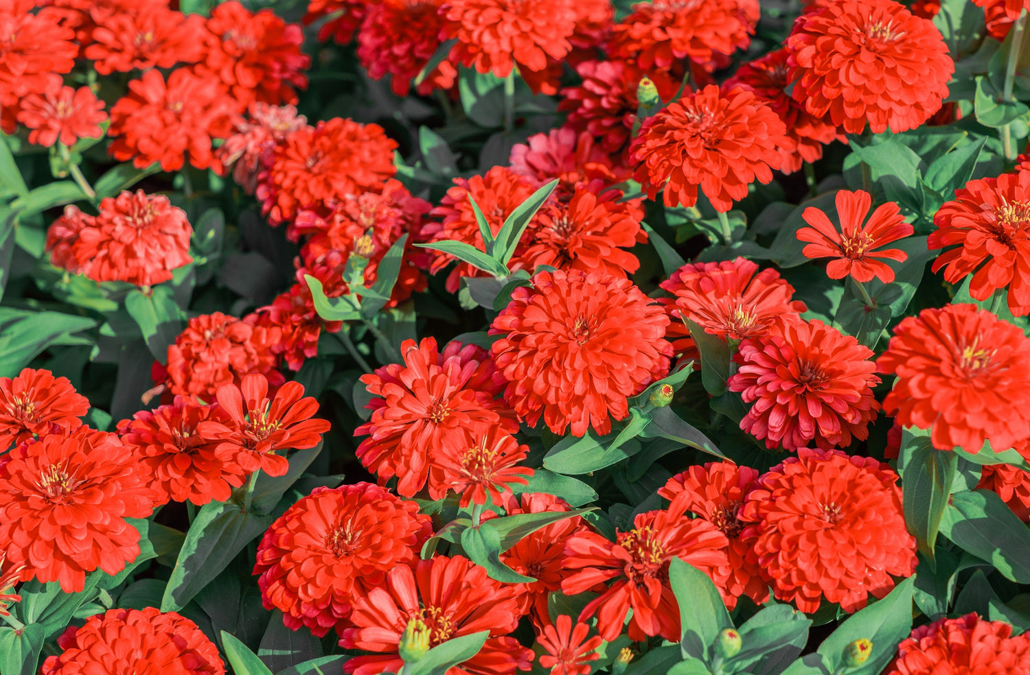 250 semillas de flores de ZINNIA REINA CEREZA Roja Elegans