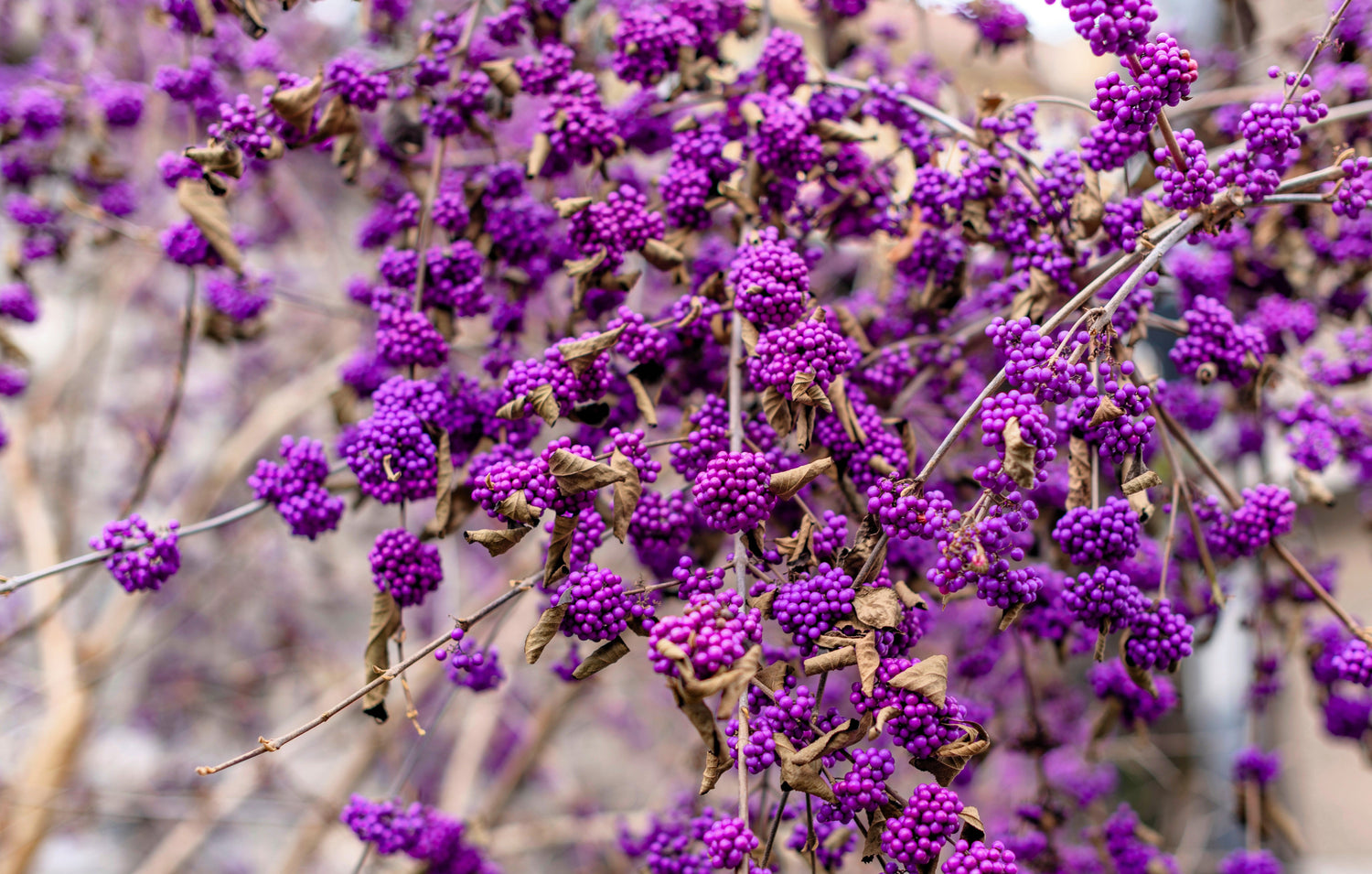 40 semillas de Callicarpa americana, arbusto de flores moradas
