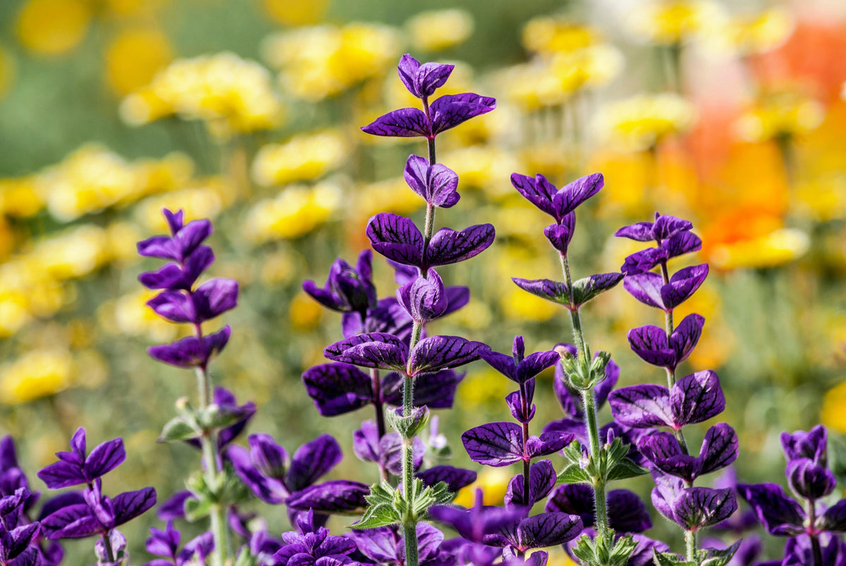 50 semillas de flores de hierba BLUE Monday CLARY SAGE Salvia Viridis Horminum