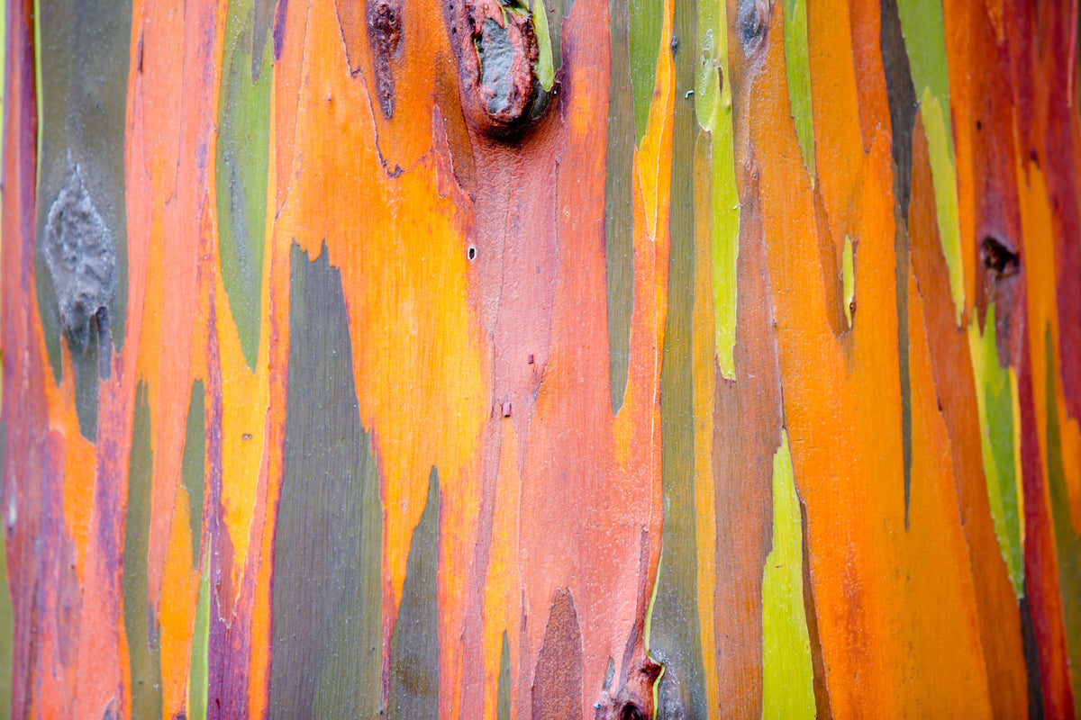 50 semillas de eucalipto arcoíris (Deglupta Gum) de corteza multicolor
