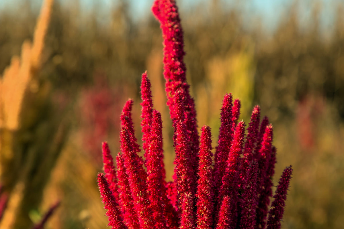 200 semillas de flores de Amaranthus Gangeticus (fuego fundido)