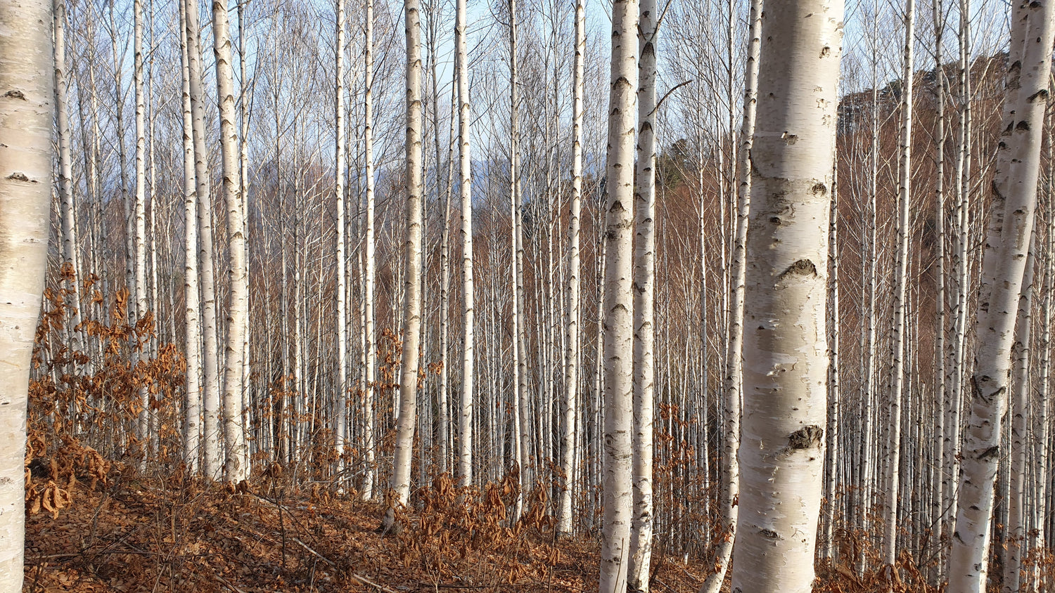 100 semillas de abedul japonés blanco (Betula platyphylla japonica)