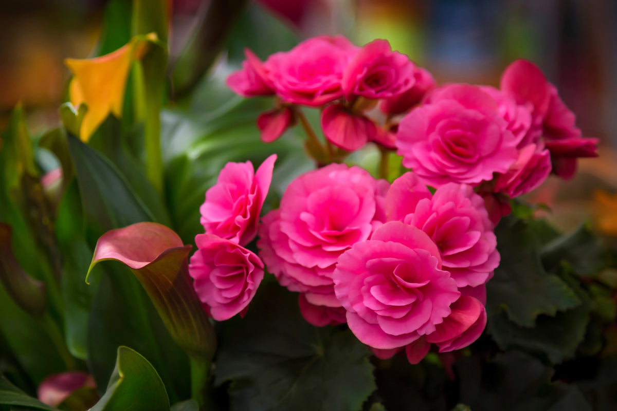 10 semillas de begonia tuberosa doble de color rosa brillante.