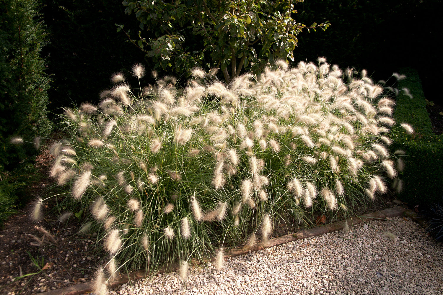 30 semillas de flores ornamentales de Pennisetum villosum, hierba blanca de fuente
