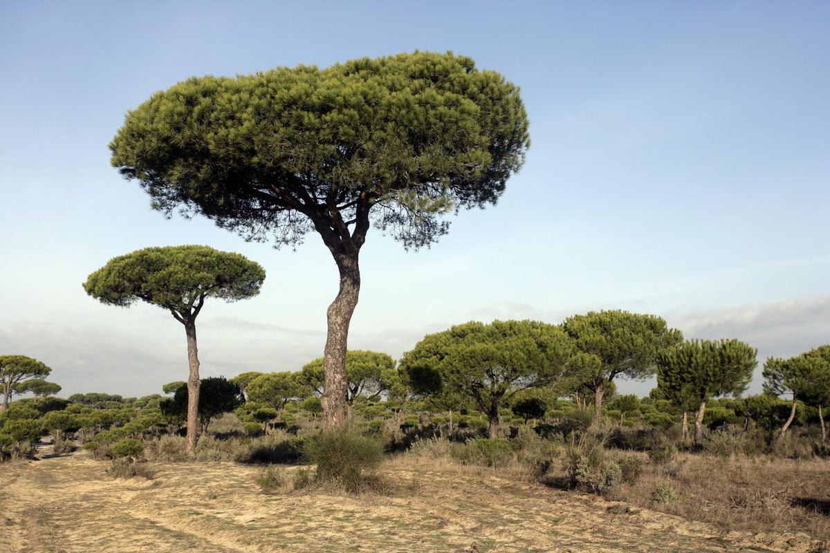 5 semillas de pino piñonero italiano (Pinus pinea)