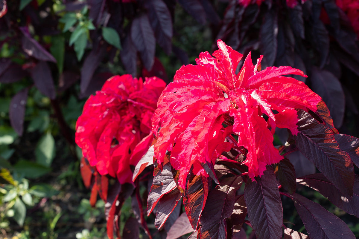 200 semillas de flores de Amaranthus Gangeticus (fuego fundido)