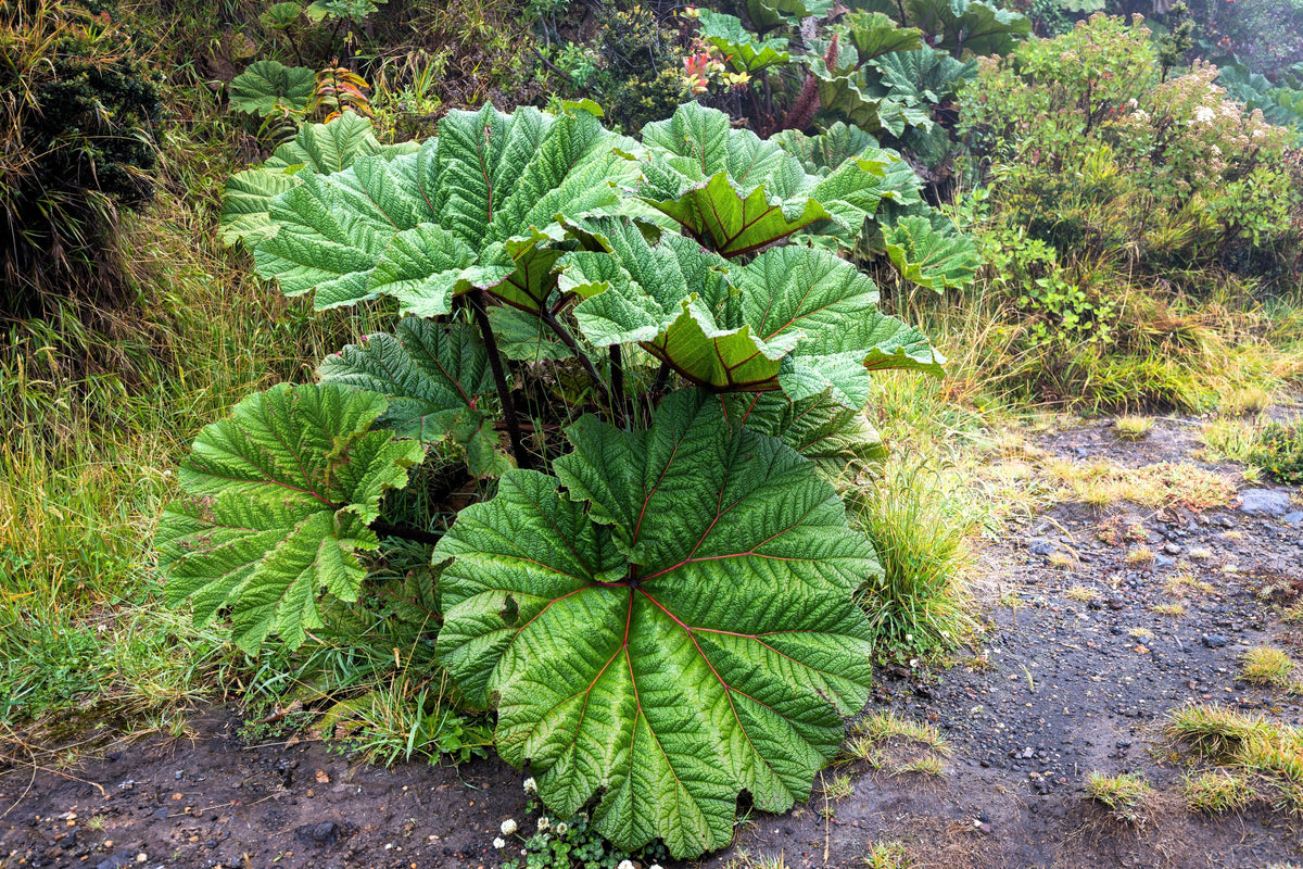 10 GUNNERA INSIGNIS Giant Rhubarb (Leaves up to 6' Wide, Red Flower Spikes to 3') Dinosaur Plant Seeds