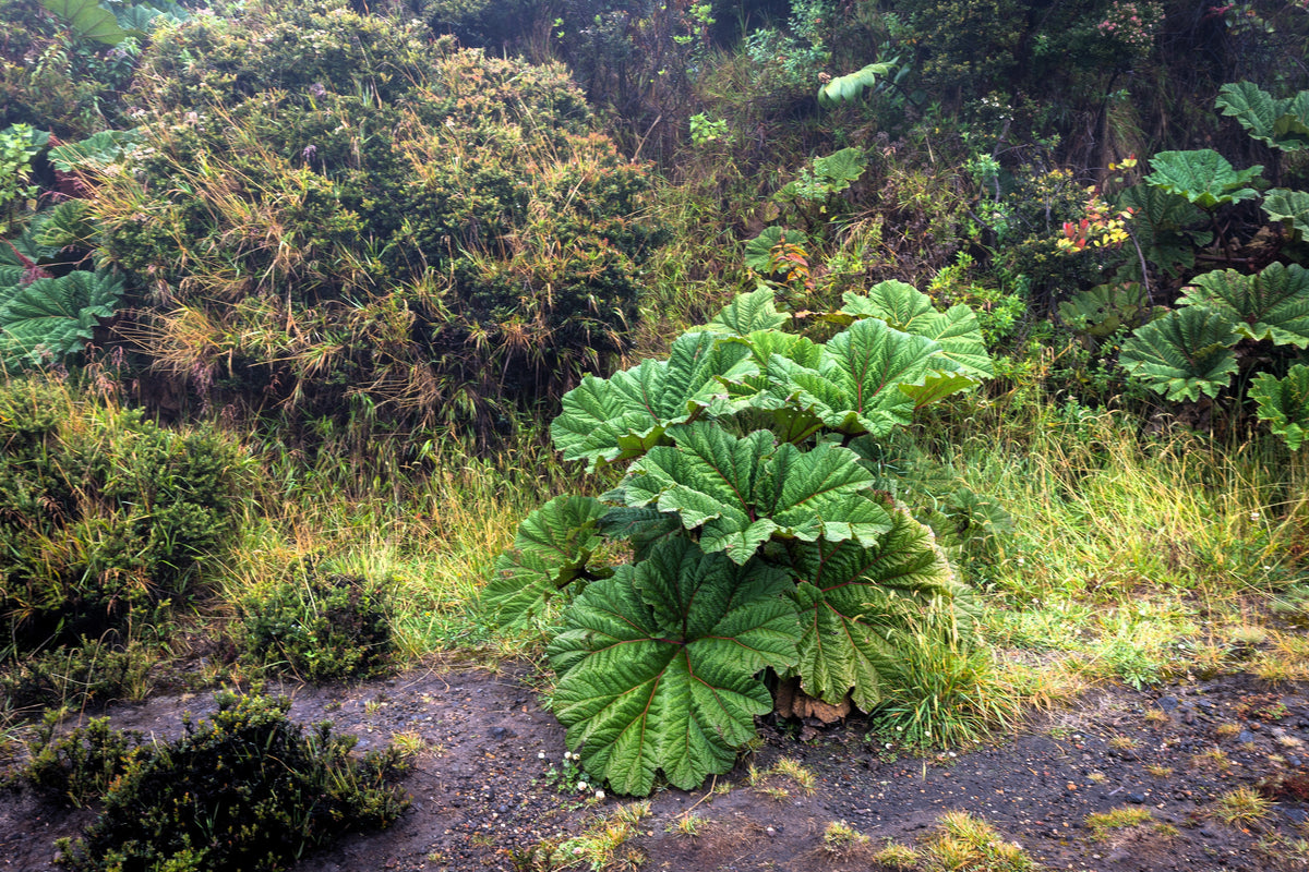 10 GUNNERA INSIGNIS Giant Rhubarb (Leaves up to 6' Wide, Red Flower Spikes to 3') Dinosaur Plant Seeds