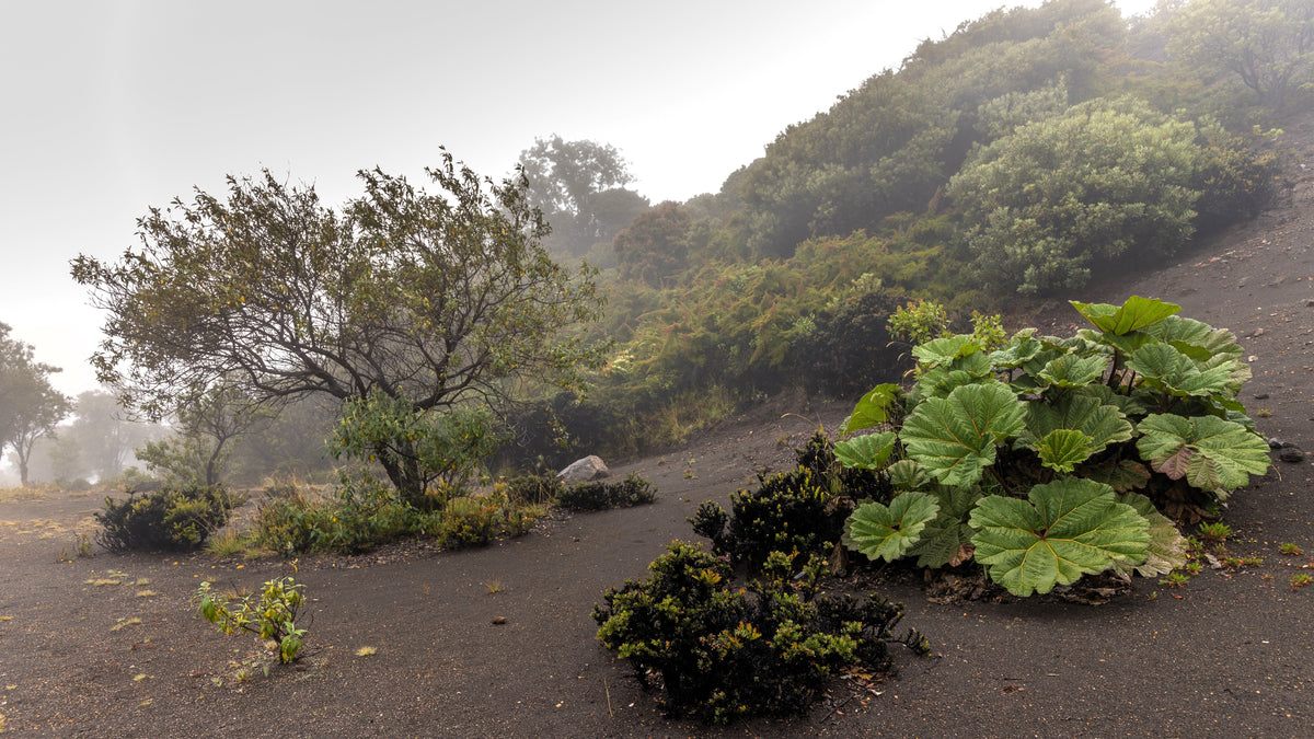 10 GUNNERA INSIGNIS Giant Rhubarb (Leaves up to 6' Wide, Red Flower Spikes to 3') Dinosaur Plant Seeds