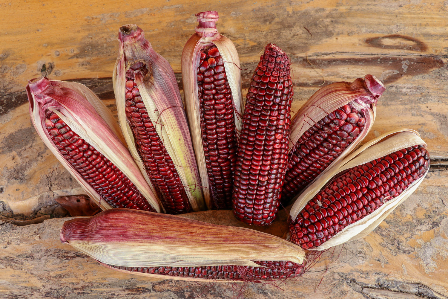 35 semillas de maíz rojo BLOODY BUTCHER, semillas de hortalizas comestibles y ornamentales de Zea Mays