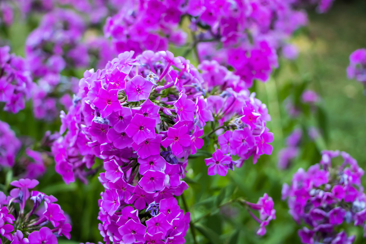 20 semillas de flores nativas de colibrí, Phlox de pradera, Maculata, colores mixtos, Wild Sweet William