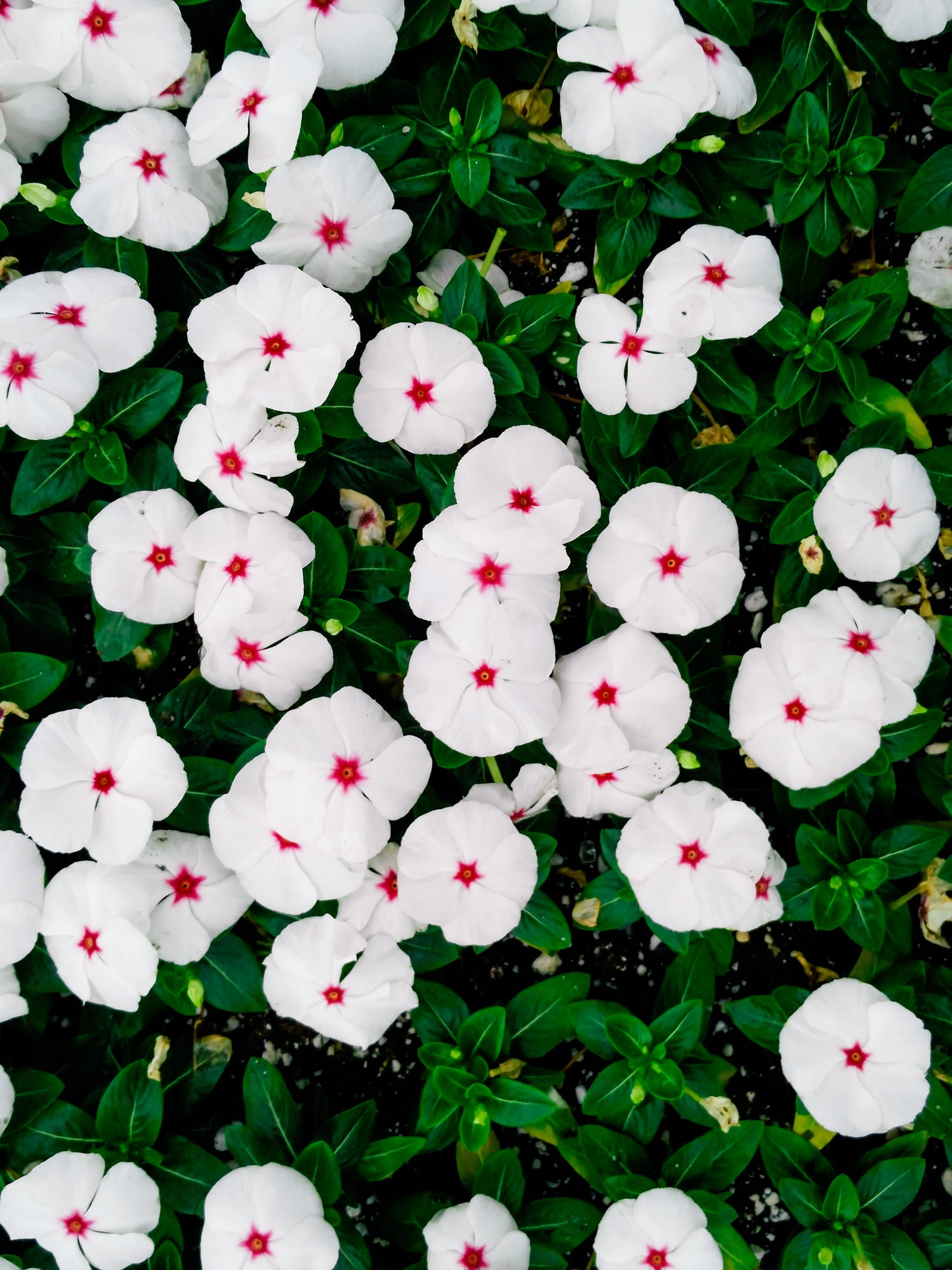 100 semillas de flores enanas blancas y rosadas de Vinca Rosea de ojos brillantes