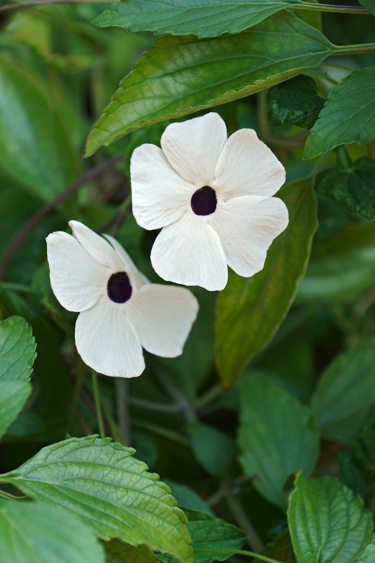 10 semillas de flores de Thunbergia alata blanca, vid de Susan de ojos negros