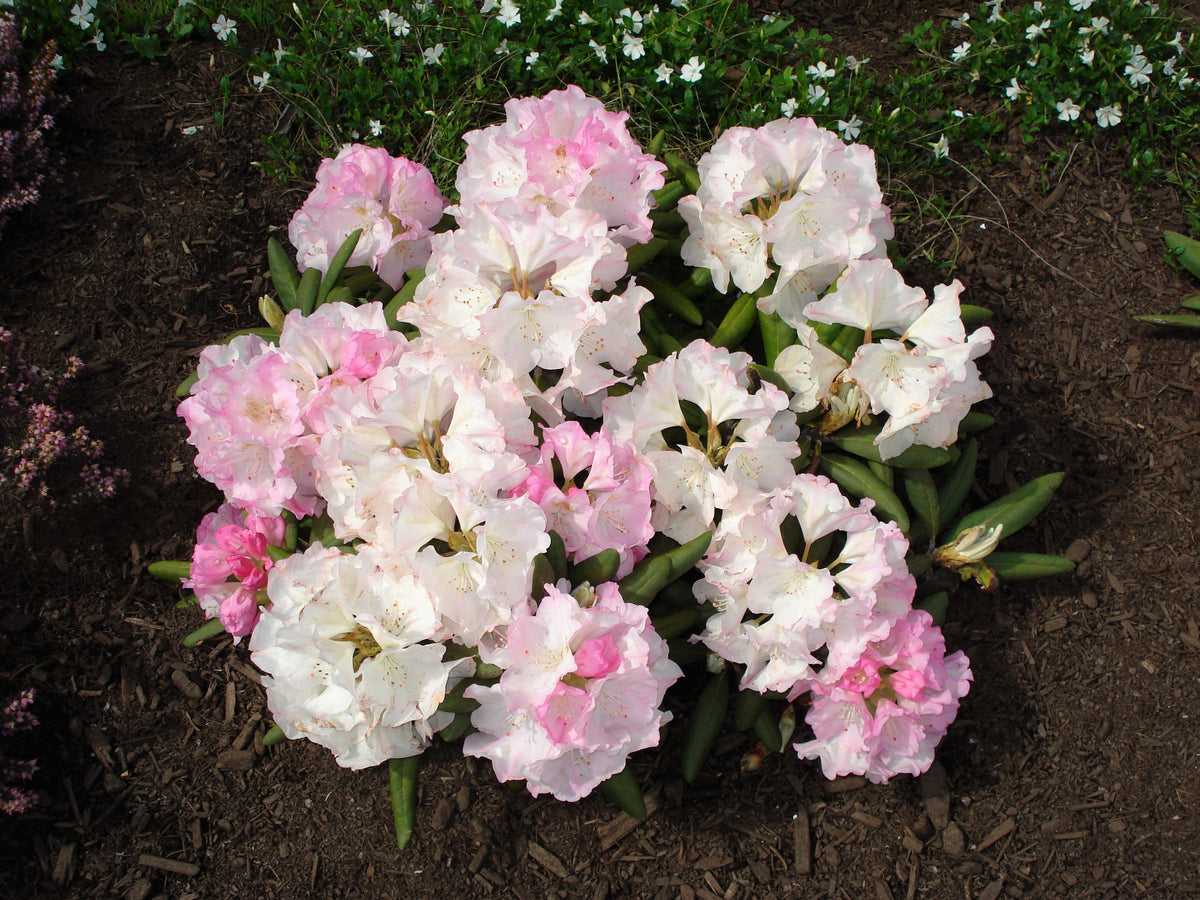 50 HÍBRIDOS MIXTOS DE RODODENDRO spp. Colores variados: rojo, rosa, morado, blanco, amarillo y naranja. Florece al sol o a la sombra. Semillas de arbusto.
