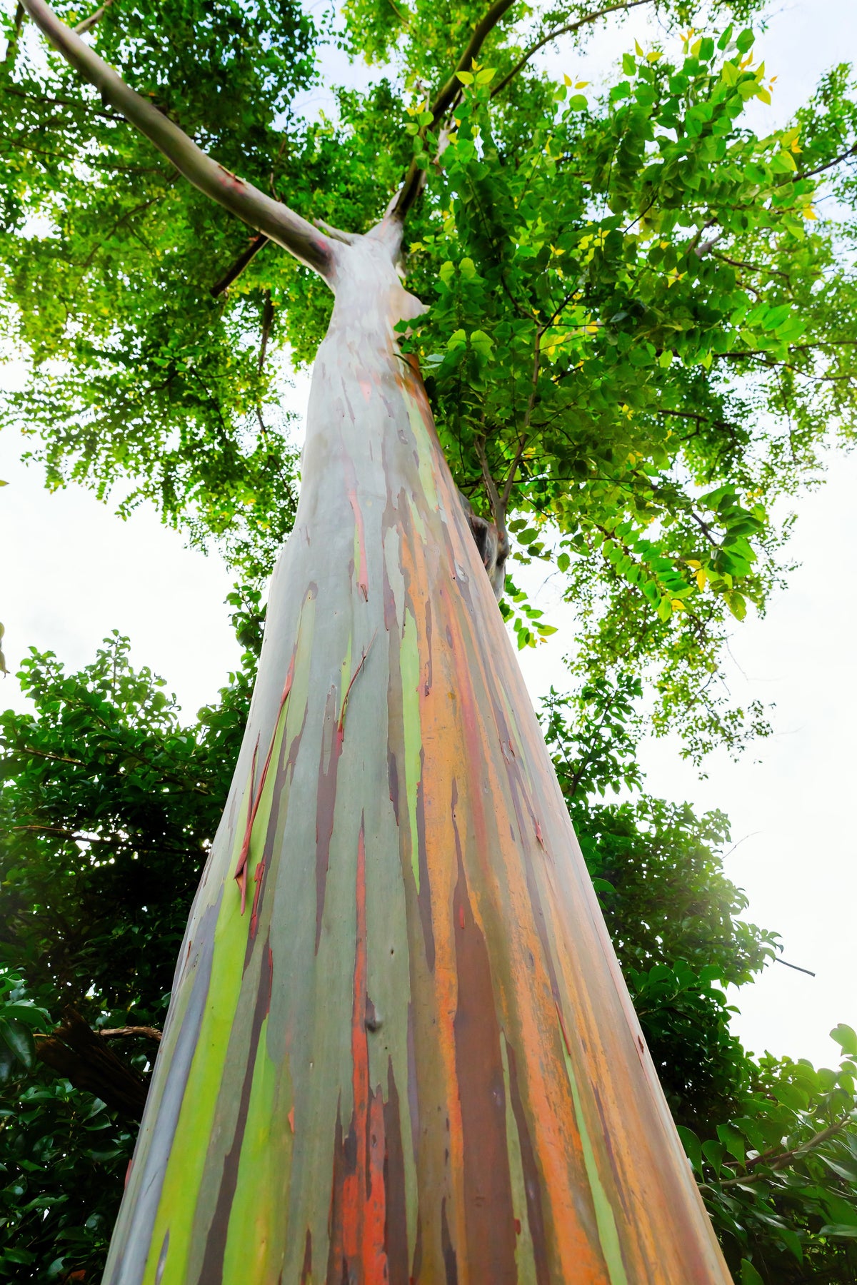 50 semillas de eucalipto arcoíris (Deglupta Gum) de corteza multicolor