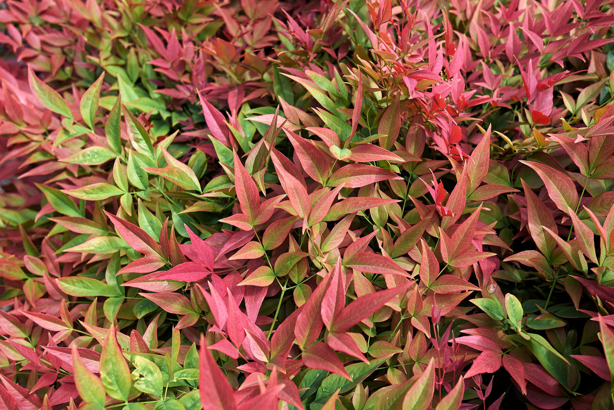 50 semillas de BAMBÚ CELESTIAL, Nandina Domestica Sagrada, arbusto de sombra rosa y rojo
