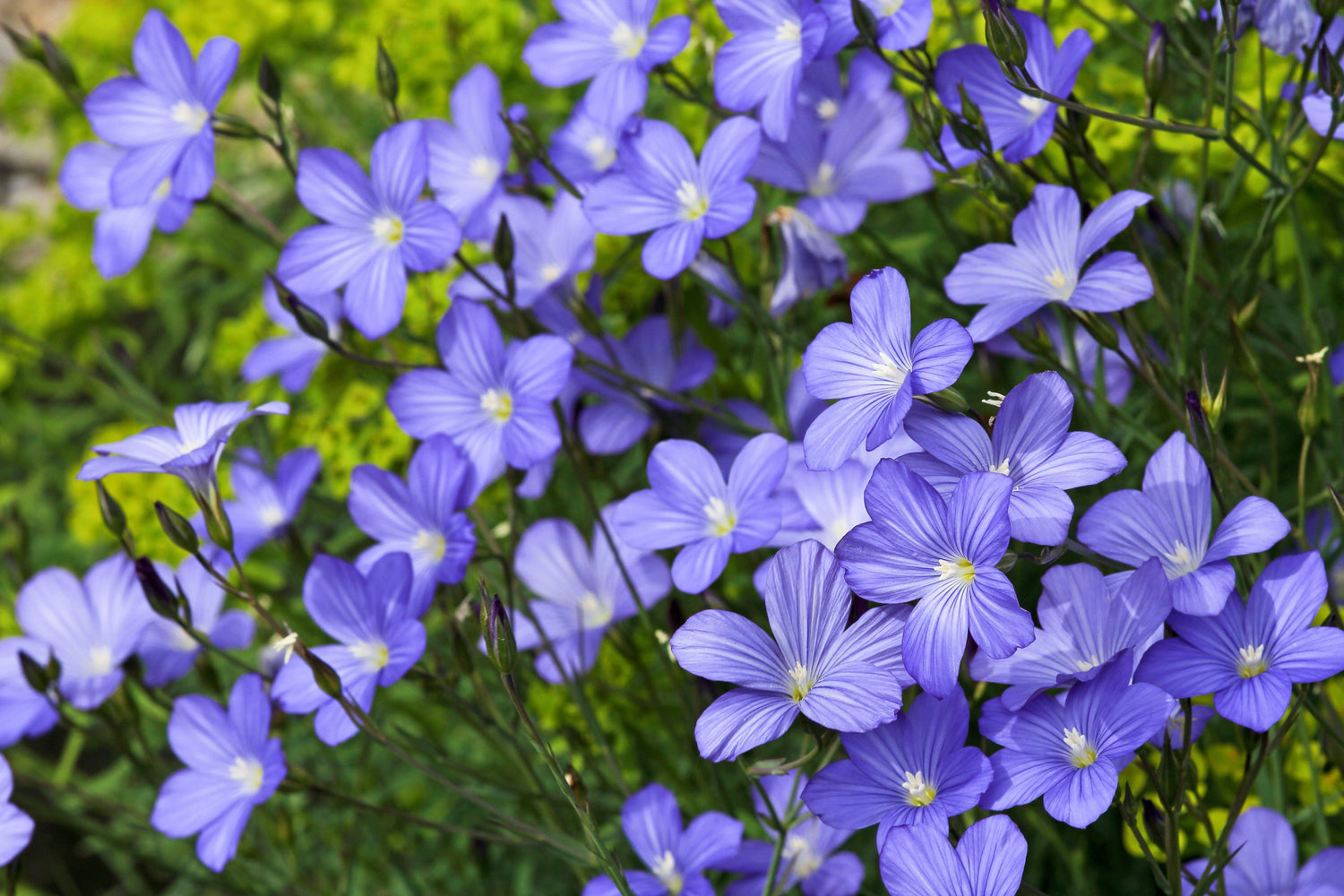 100 semillas de flores de lino azul (lino de pradera / lino azul de Lewis) Linum Perenne Lewisii
