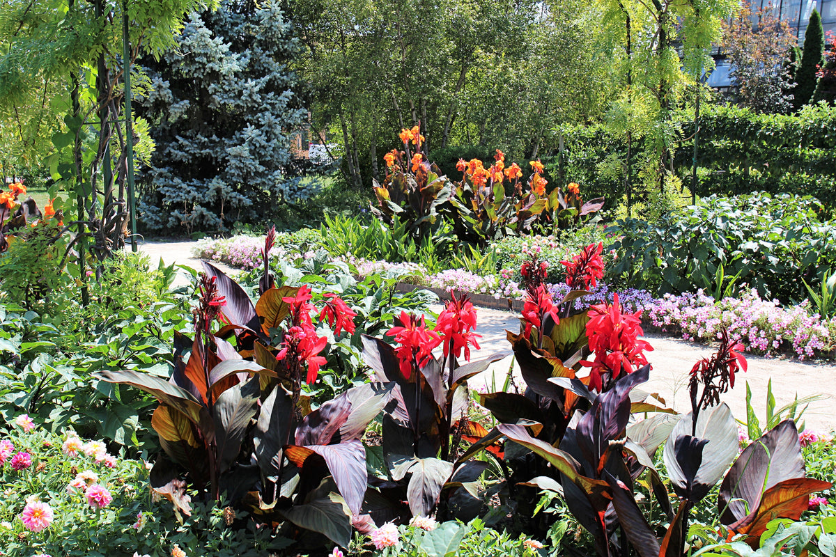 5 semillas de flores de colibrí rojo y amarillo de LIRIO CANNA MIXTO Generalis Mix Colors