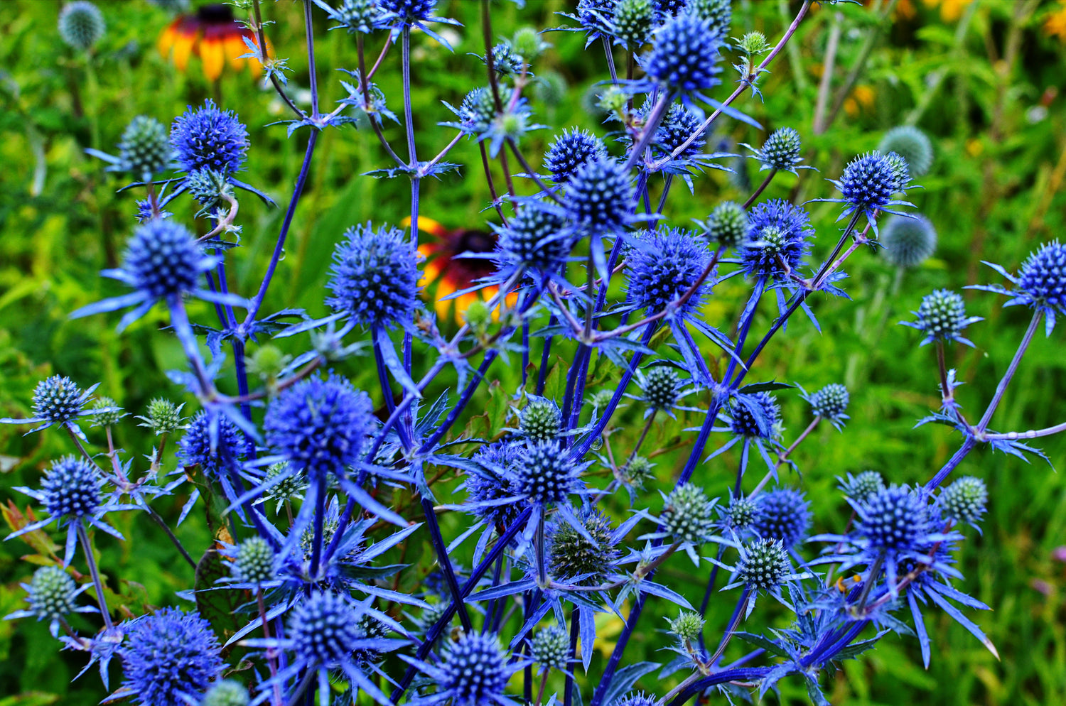 25 semillas de flores de acebo marino Eryngium alpinum