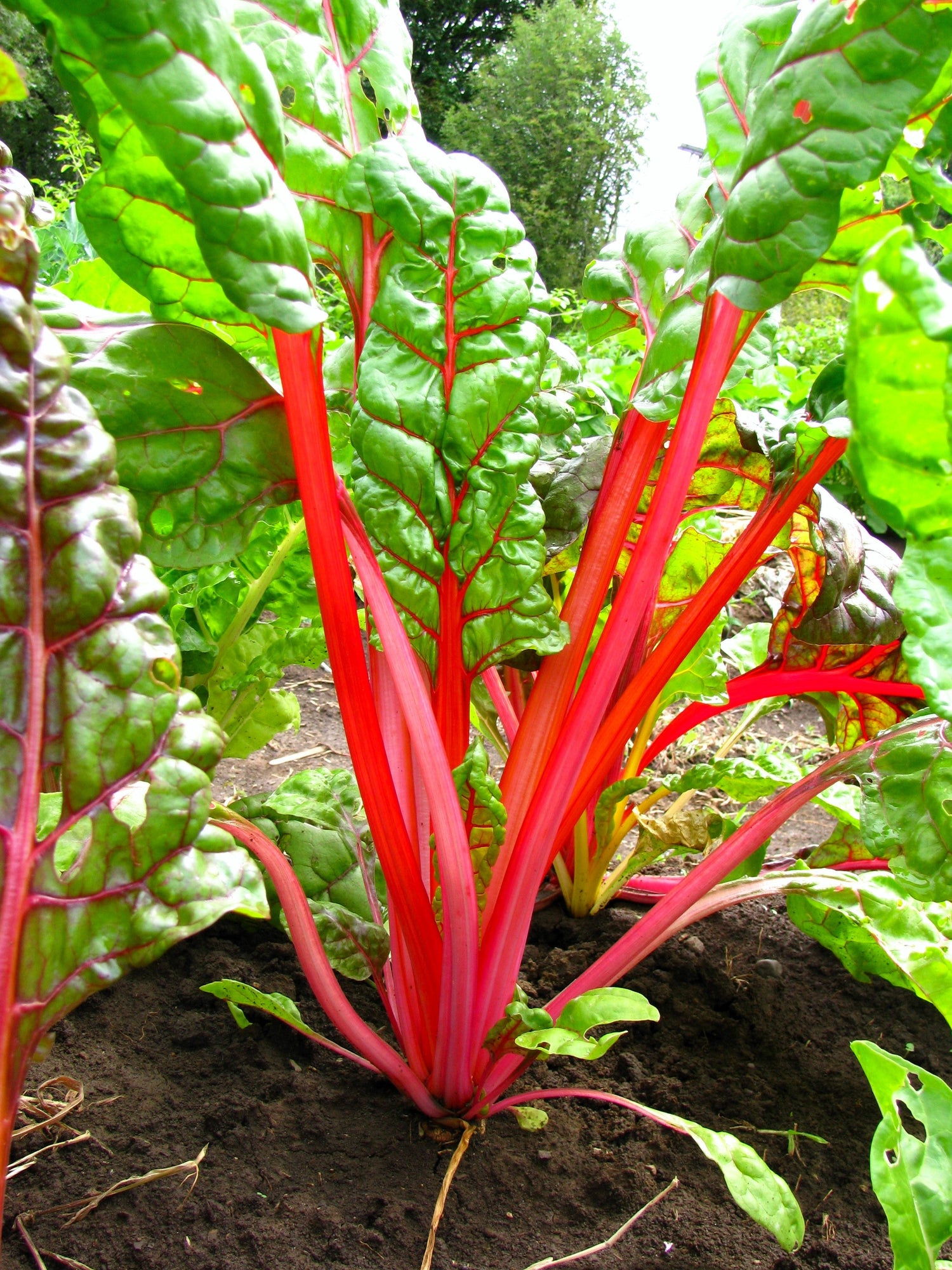 300 semillas de acelga roja rubí (espinaca perpetua) Beta vulgaris cicla
