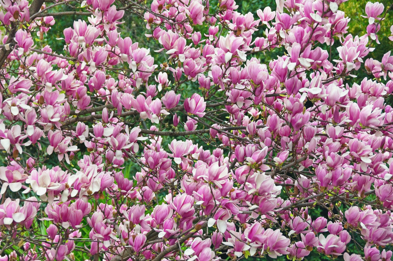 5 semillas de tulipán de flor rosa y blanca de 5 a 10 pulgadas (magnolia de platillo x Soulangeana Denudata y Liliiflora)