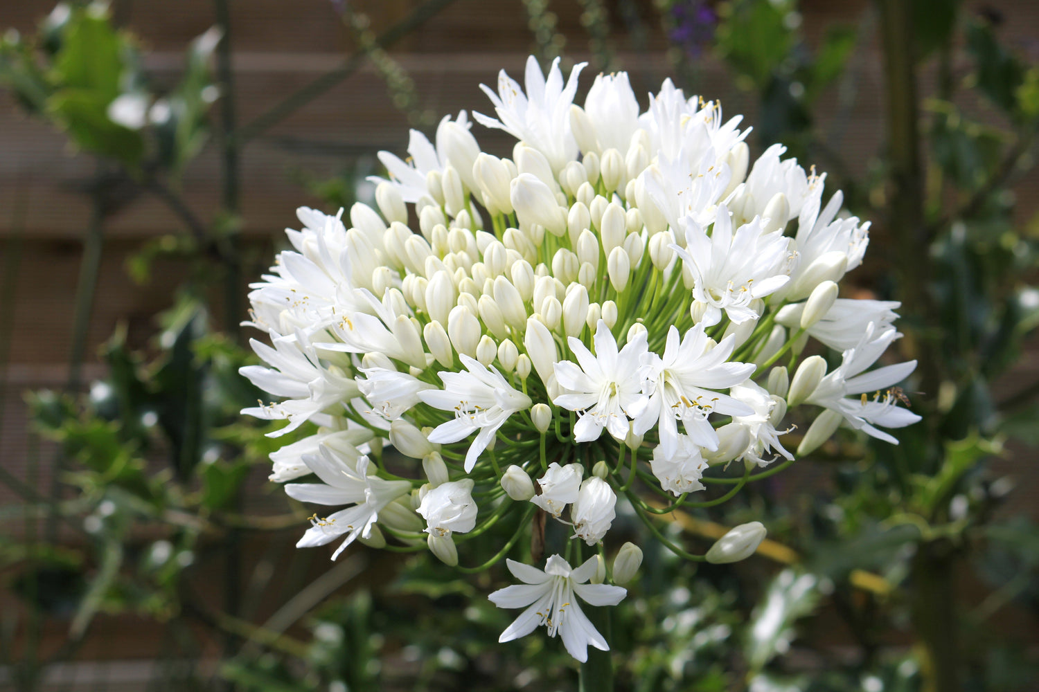 25 LIRIO BLANCO DEL NILO Agapanthus Orientalis Semillas de flores de lirio africano
