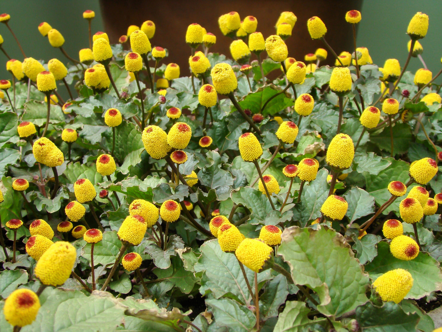 100 semillas de Spilanthes oleracea, planta para el dolor de muelas y el globo ocular, flores rojas y amarillas
