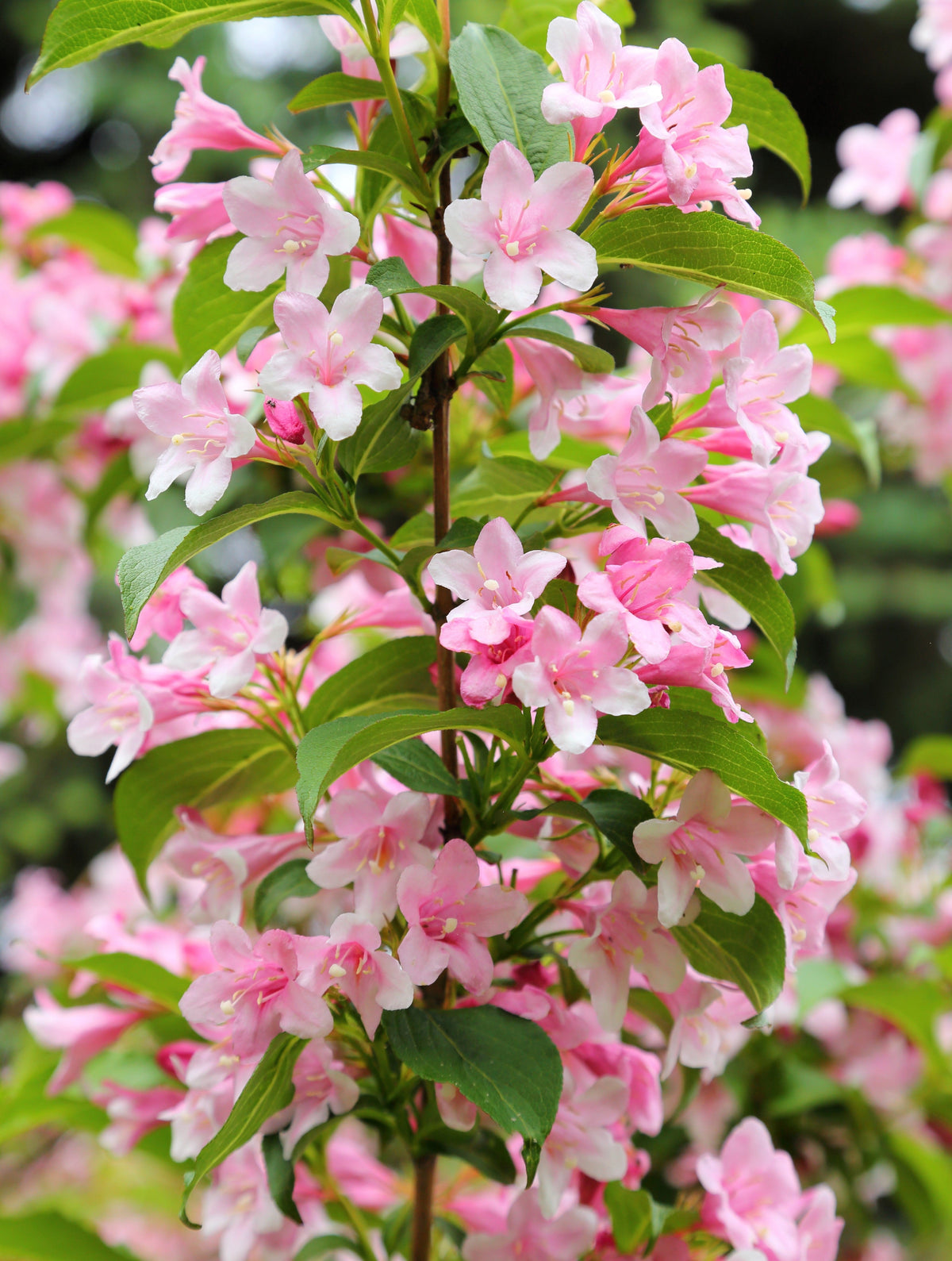 50 semillas de flores de arbusto Weigela de Florida
