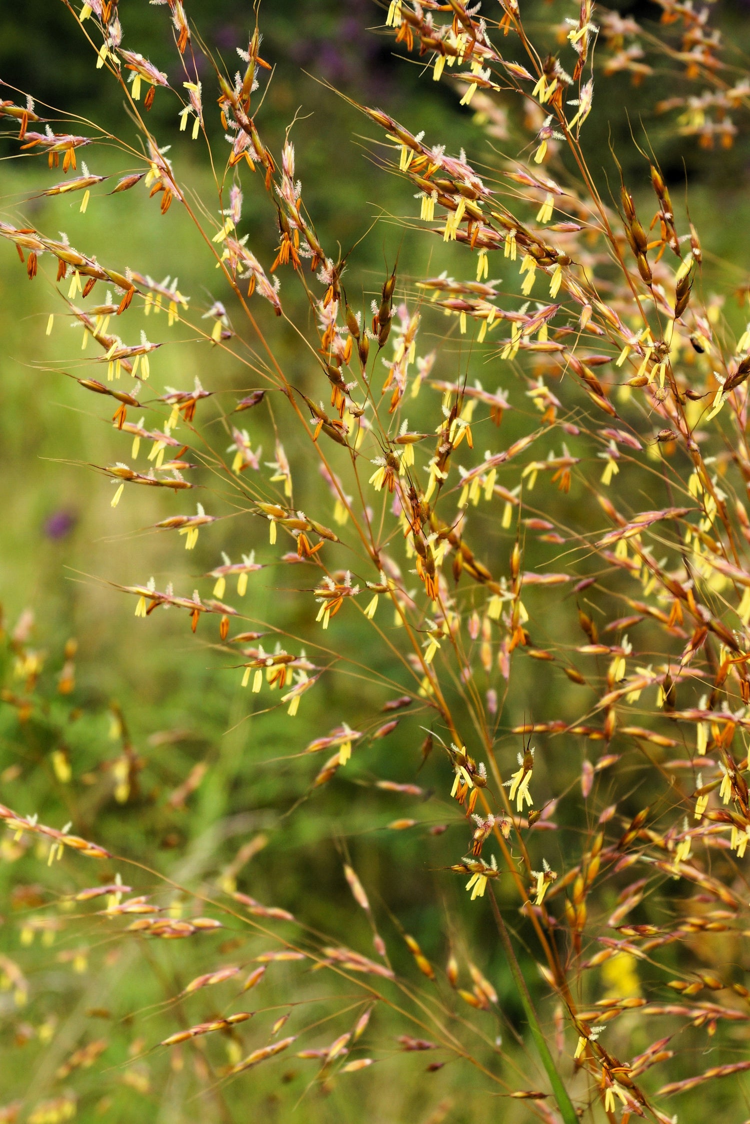 250 semillas ornamentales de hierba india (Sorghastrum Nutans)