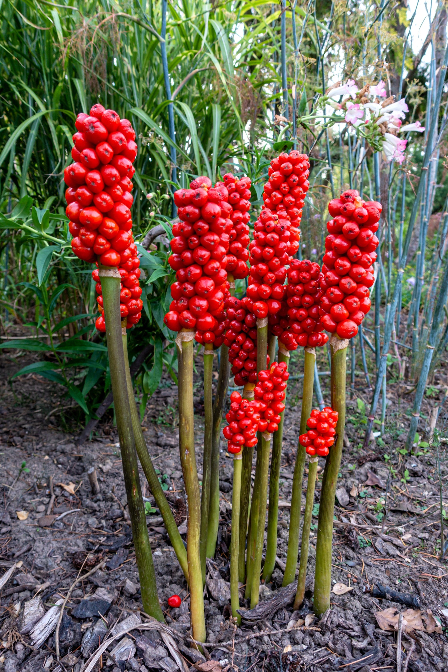 5 semillas de flores de sombra nativas de Arisaema Triphyllum de JACK IN THE PULPIT