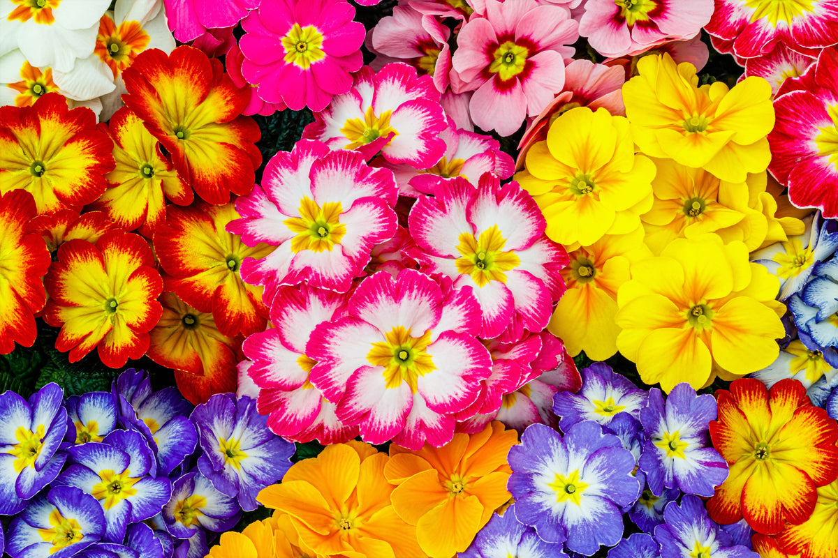 50 semillas de flores de primavera inglesa mixtas (Primula vulgaris acaulis), planta de interior de sombra